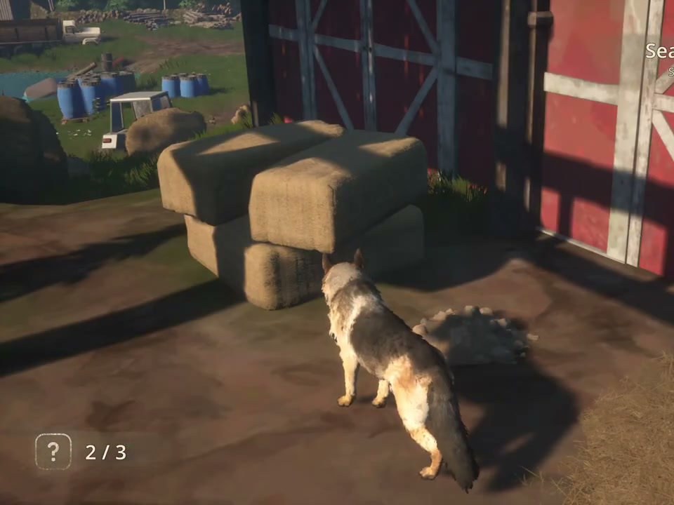 Hay bales beside the red barn during the scent investigation