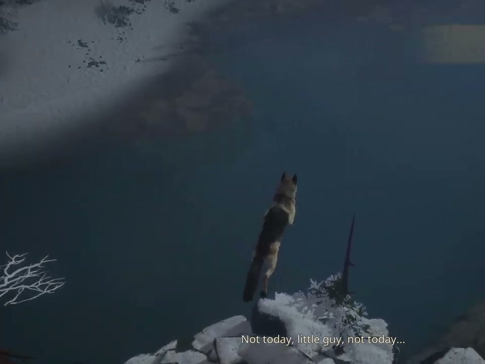 Hubert jumping from the snowy riverbank into the water