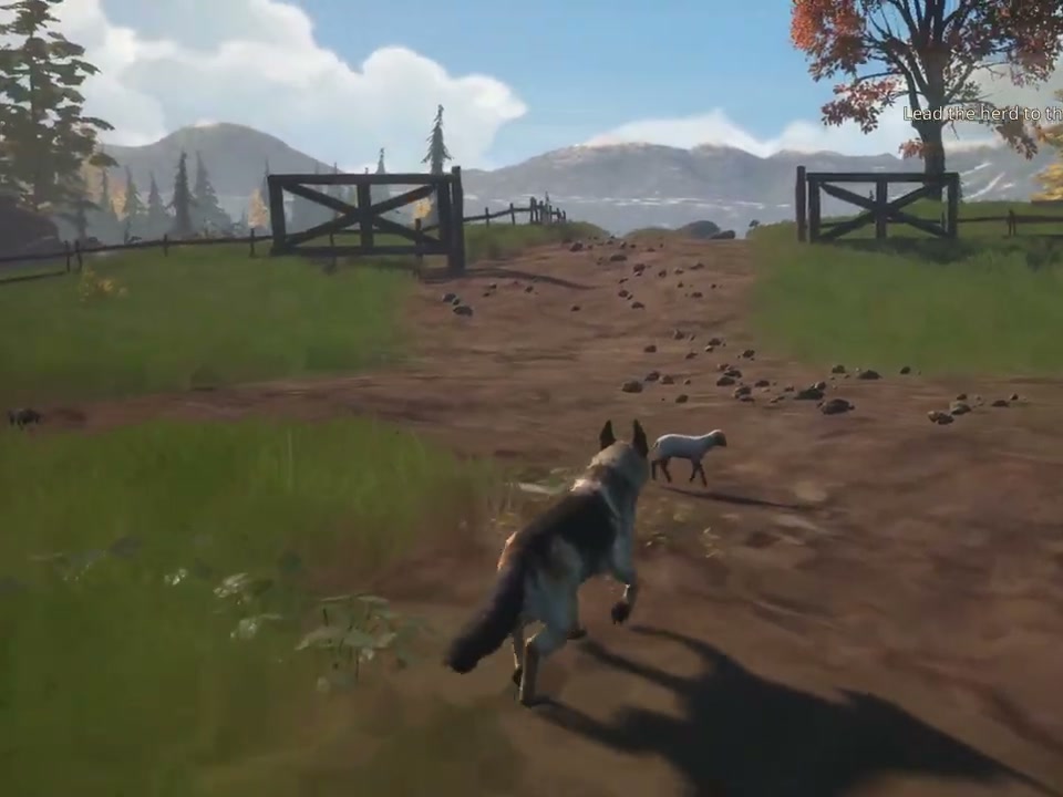 Hubert following sheep toward an opening in a wooden fence