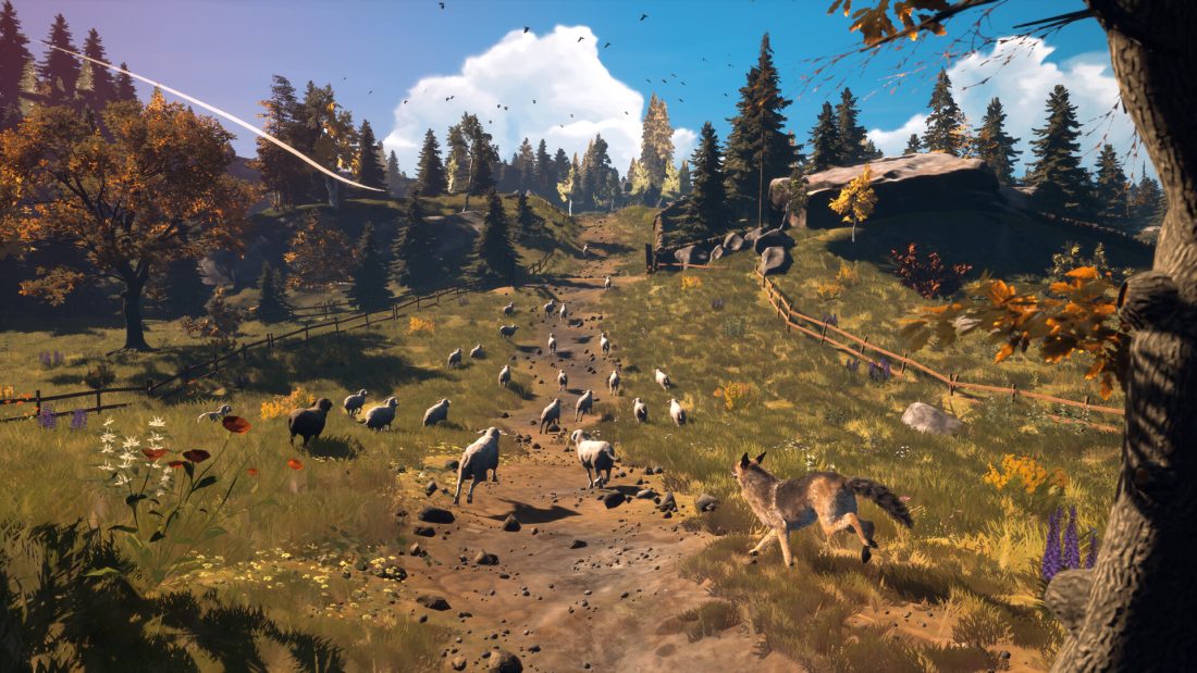 Hubert herding sheep uphill along a fenced farm track