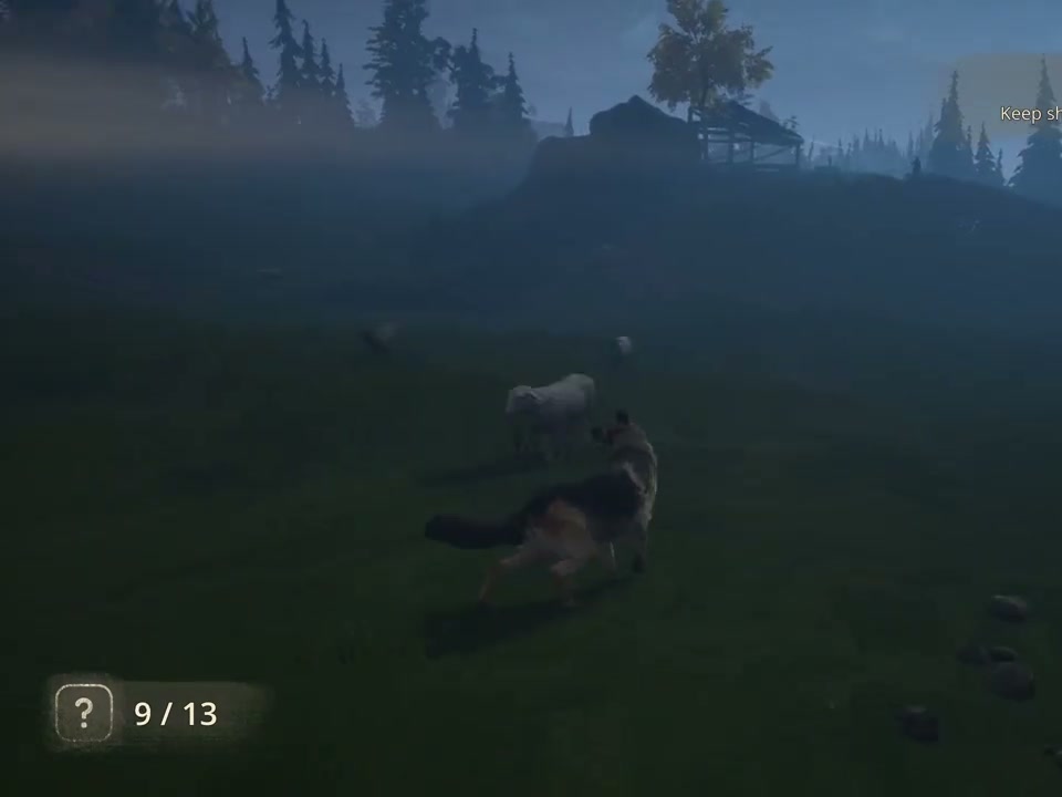 A sheep outside the shelter during the night watch